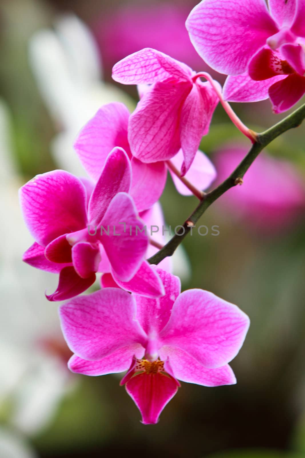 Beautiful purple orchid close up