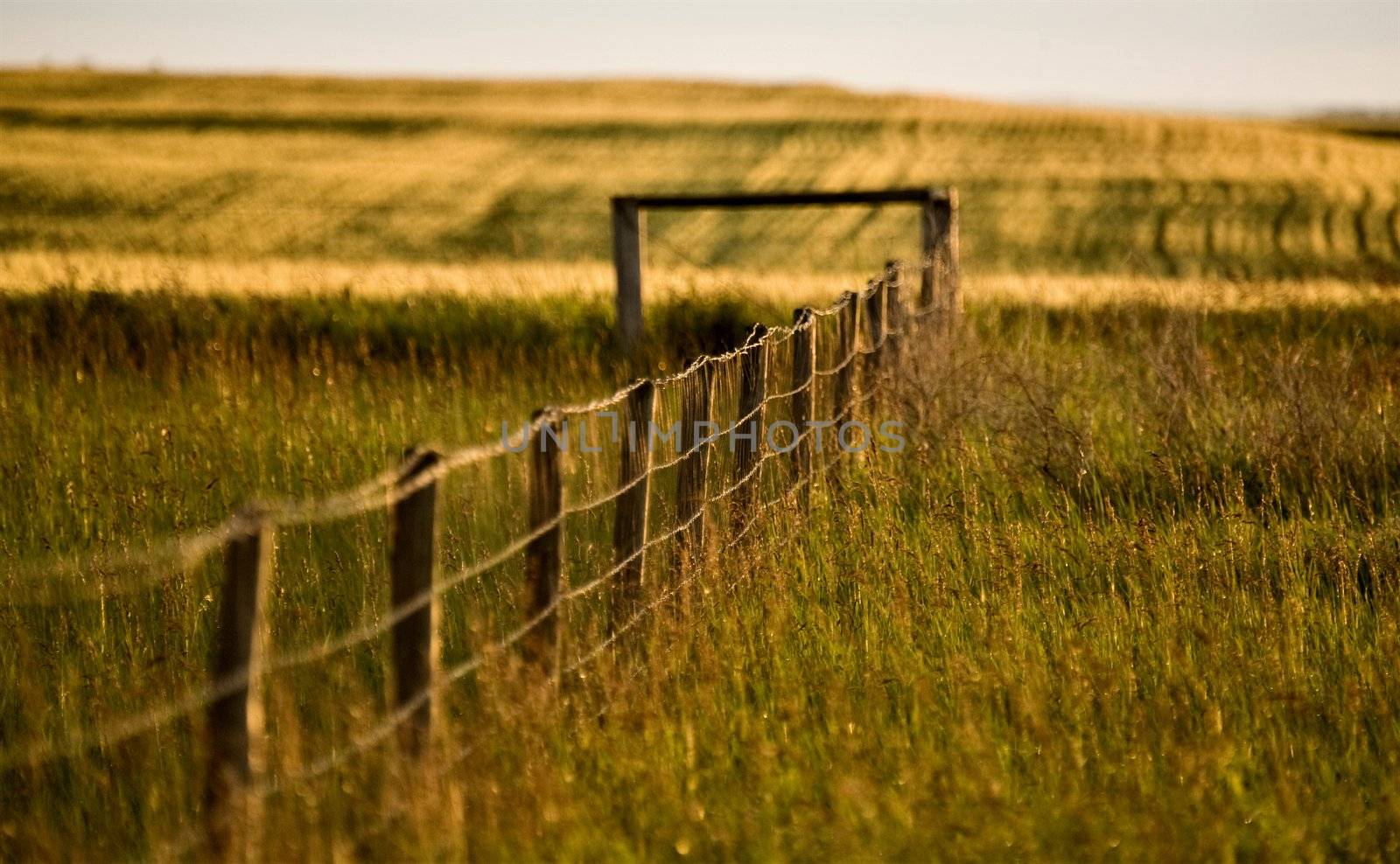 Prairie Fence in Summer in Saskatchewan Canada