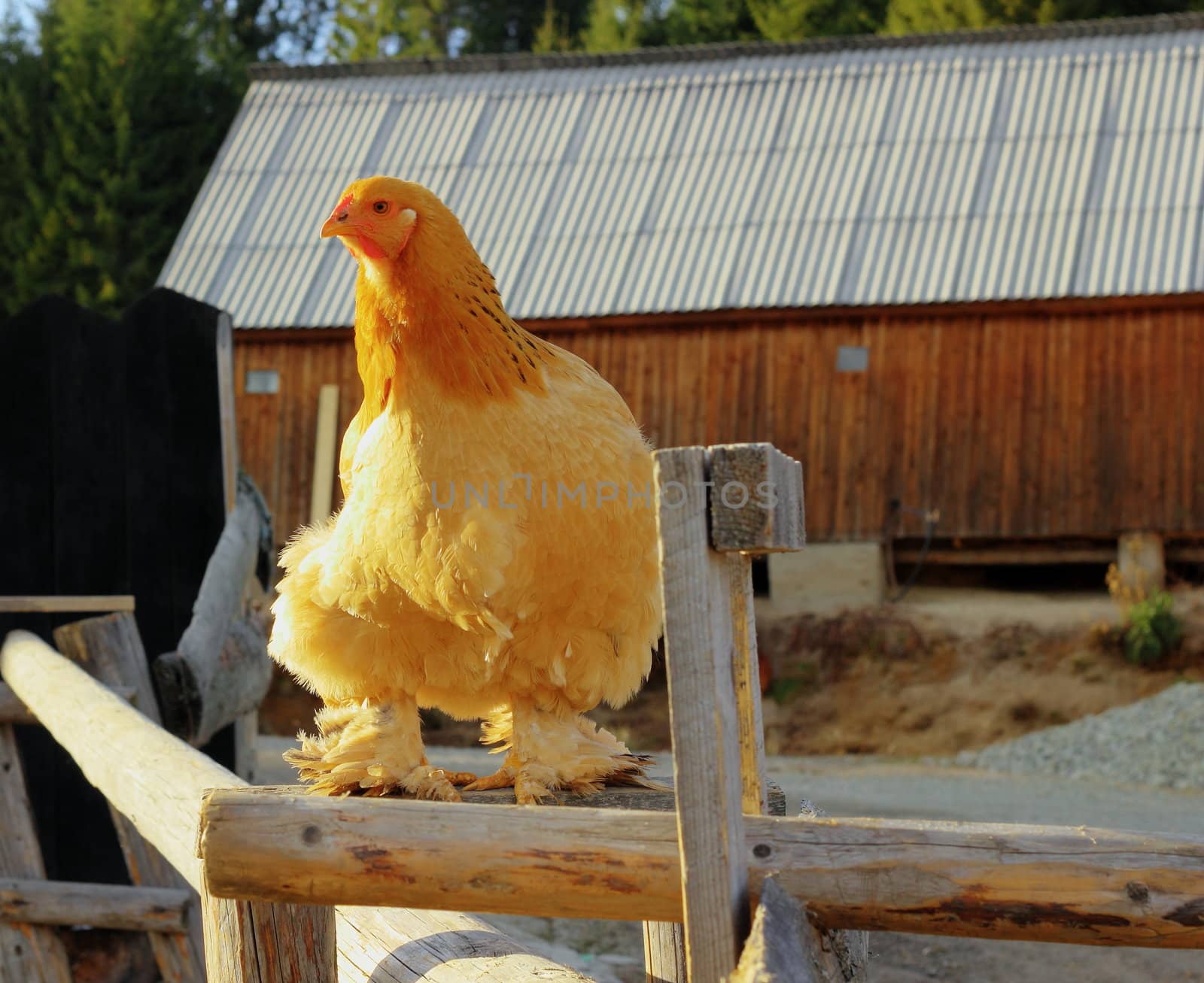 big brown hen standing on top of the fence