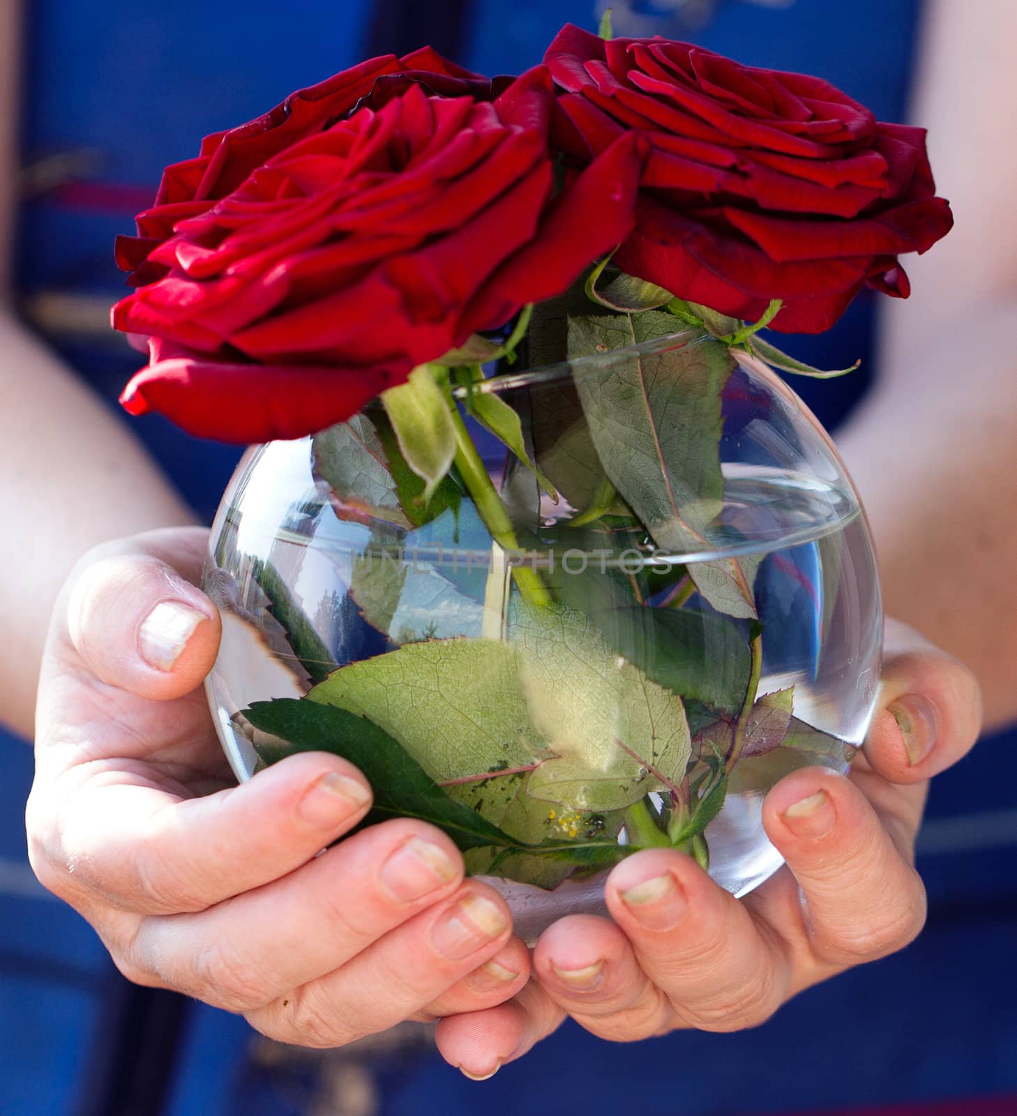 Round transparent vase with red roses in hands of a woman close up