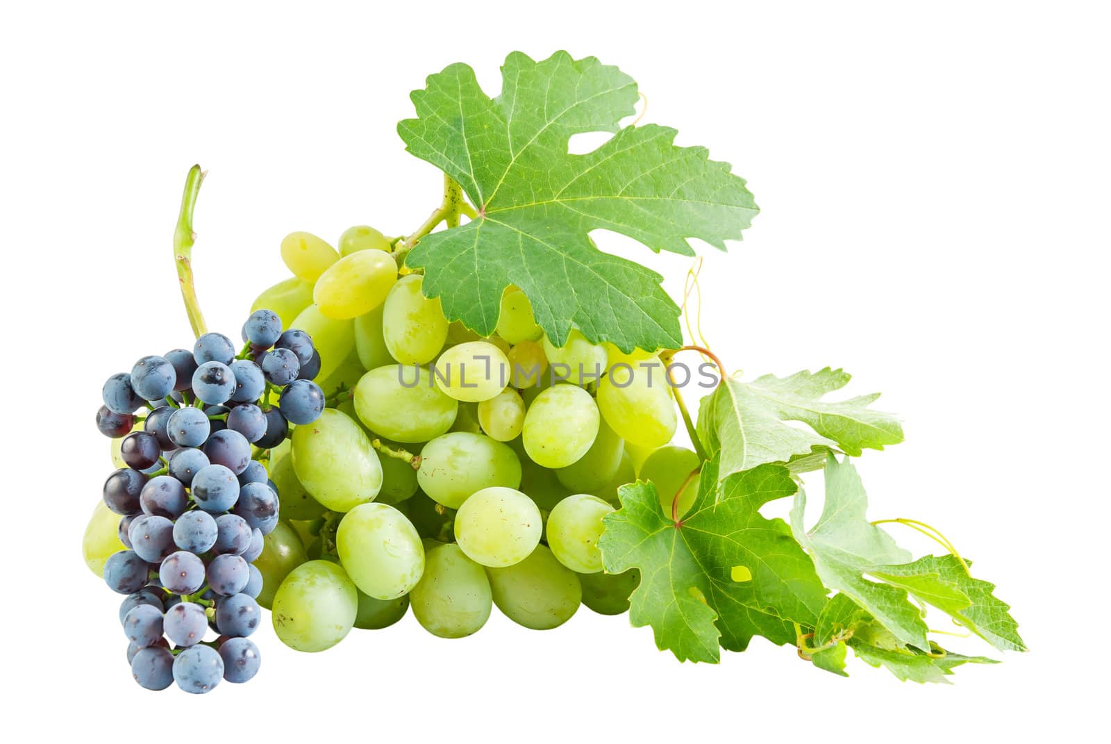 Ripe blue and green grapes with fresh leaves isolated on white background