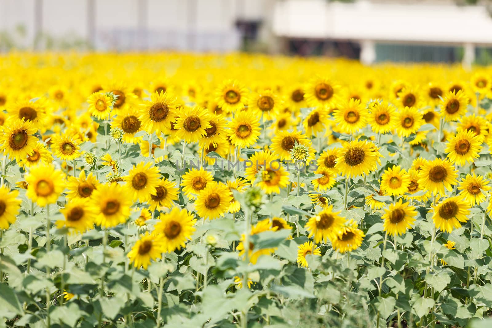 Detail of a field with many sunflowers in sunlight with shallow depth of field