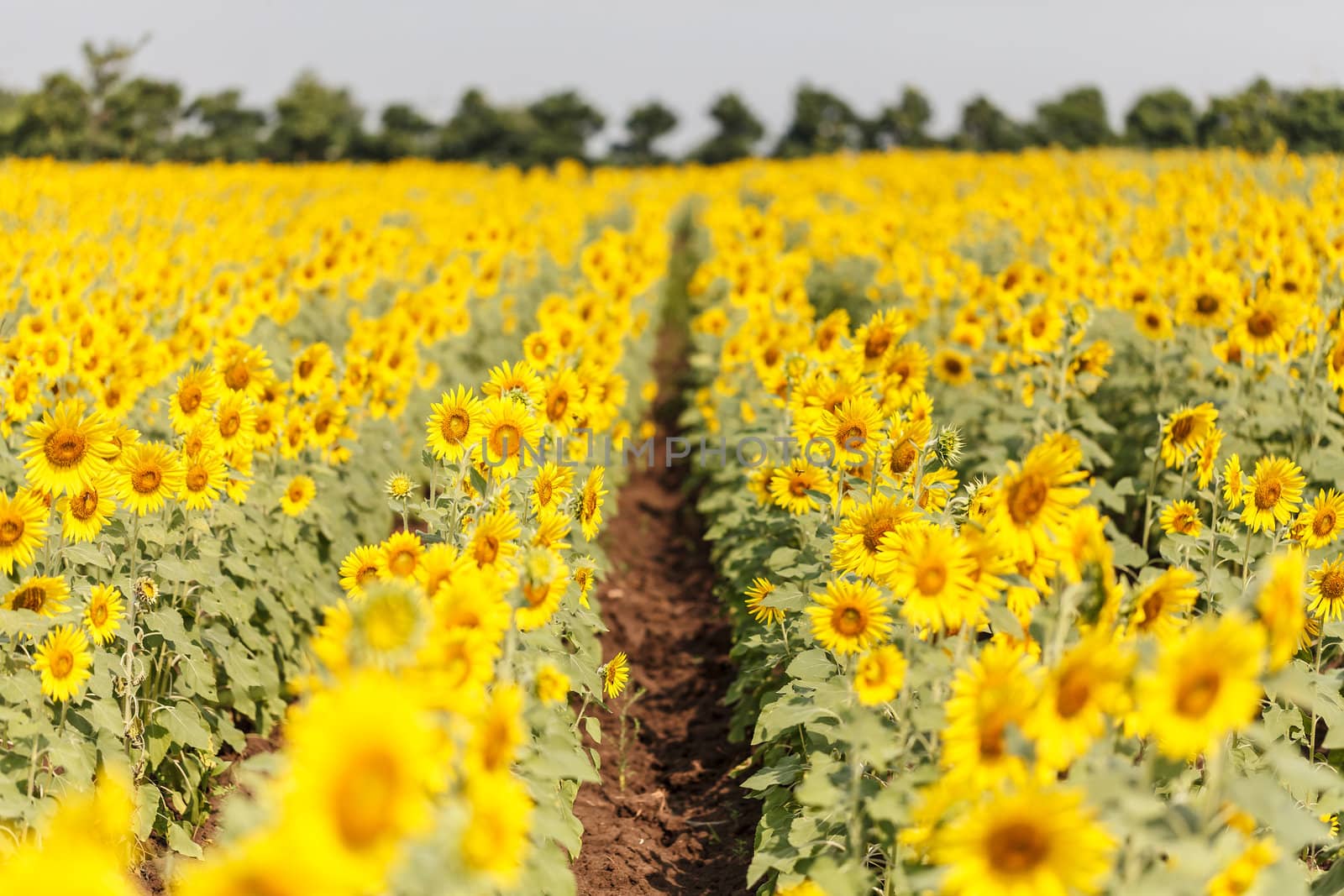 Detail of a field with many sunflowers in sunlight with shallow depth of field