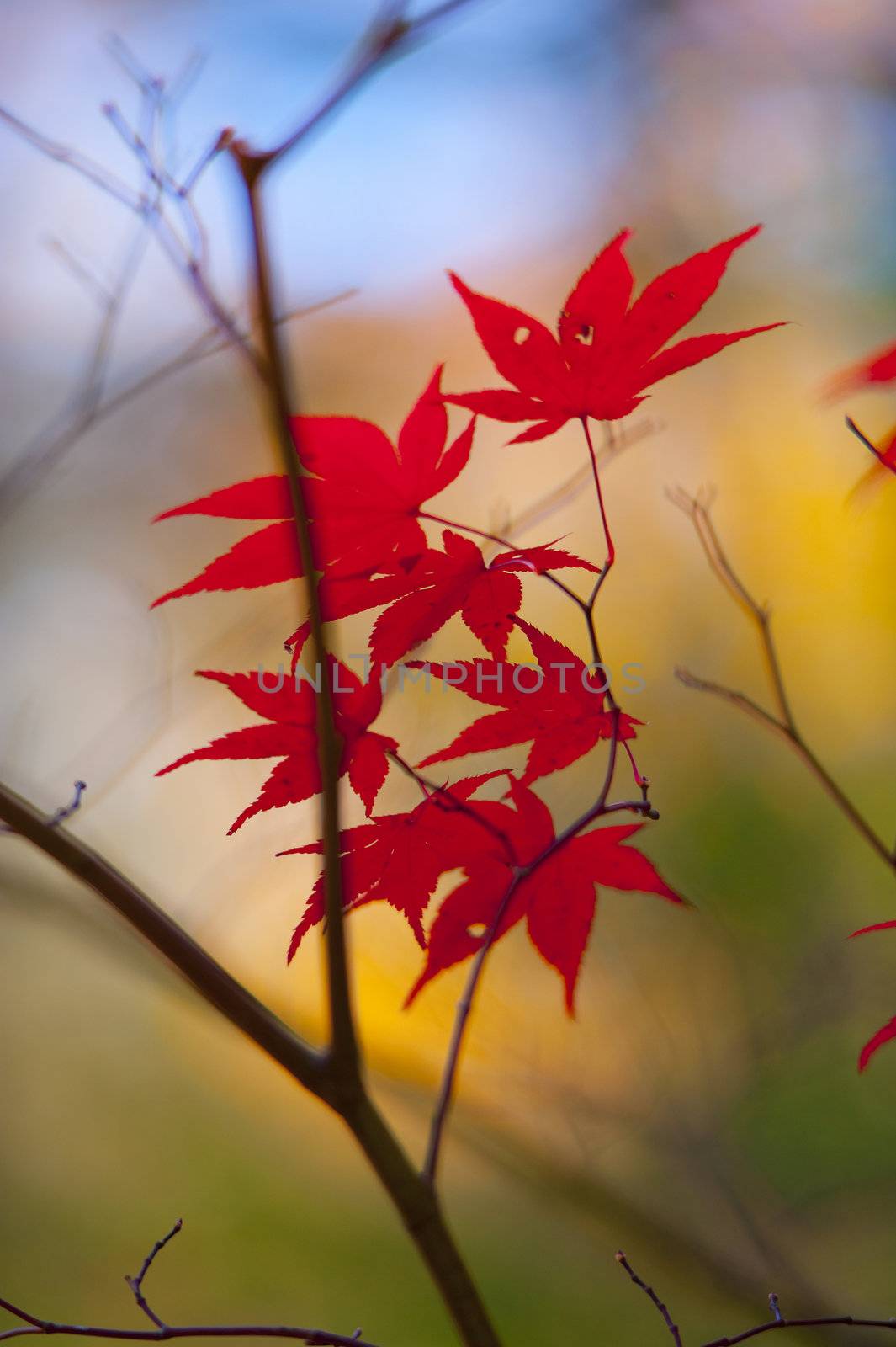 Fall maple leaves by f/2sumicron