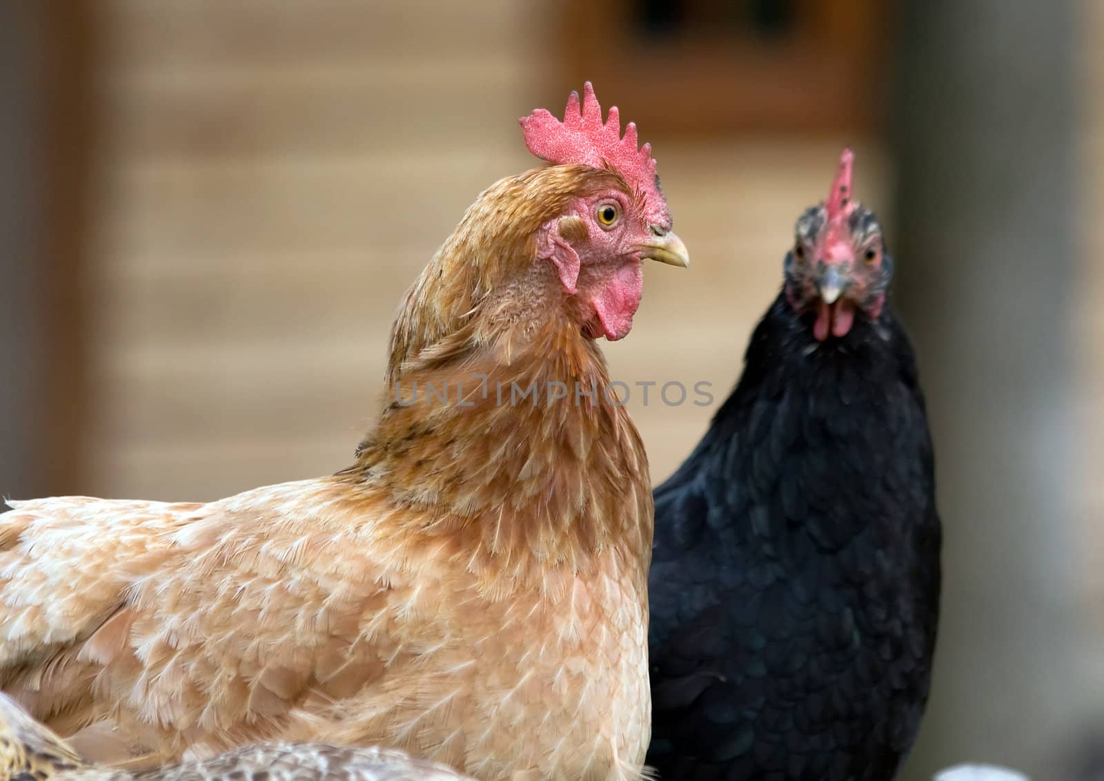 A rural hen pair - one is black, one is carroty