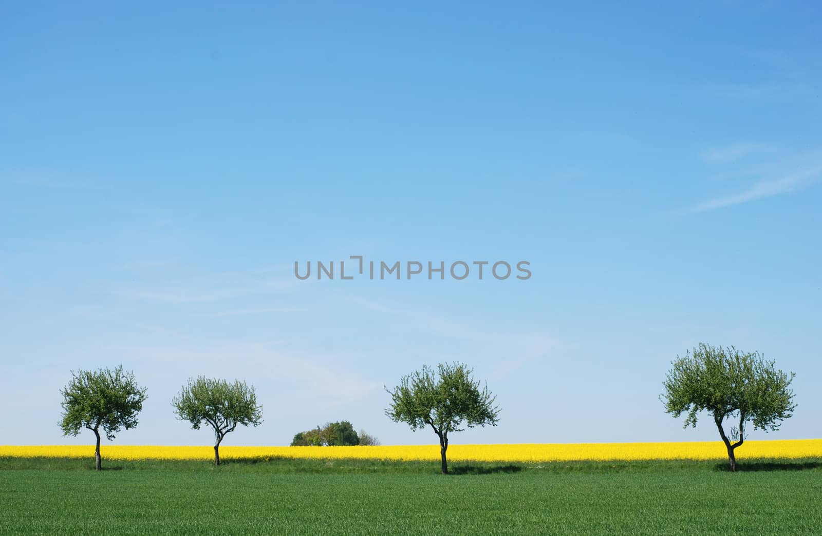 trees in a rapeseed field