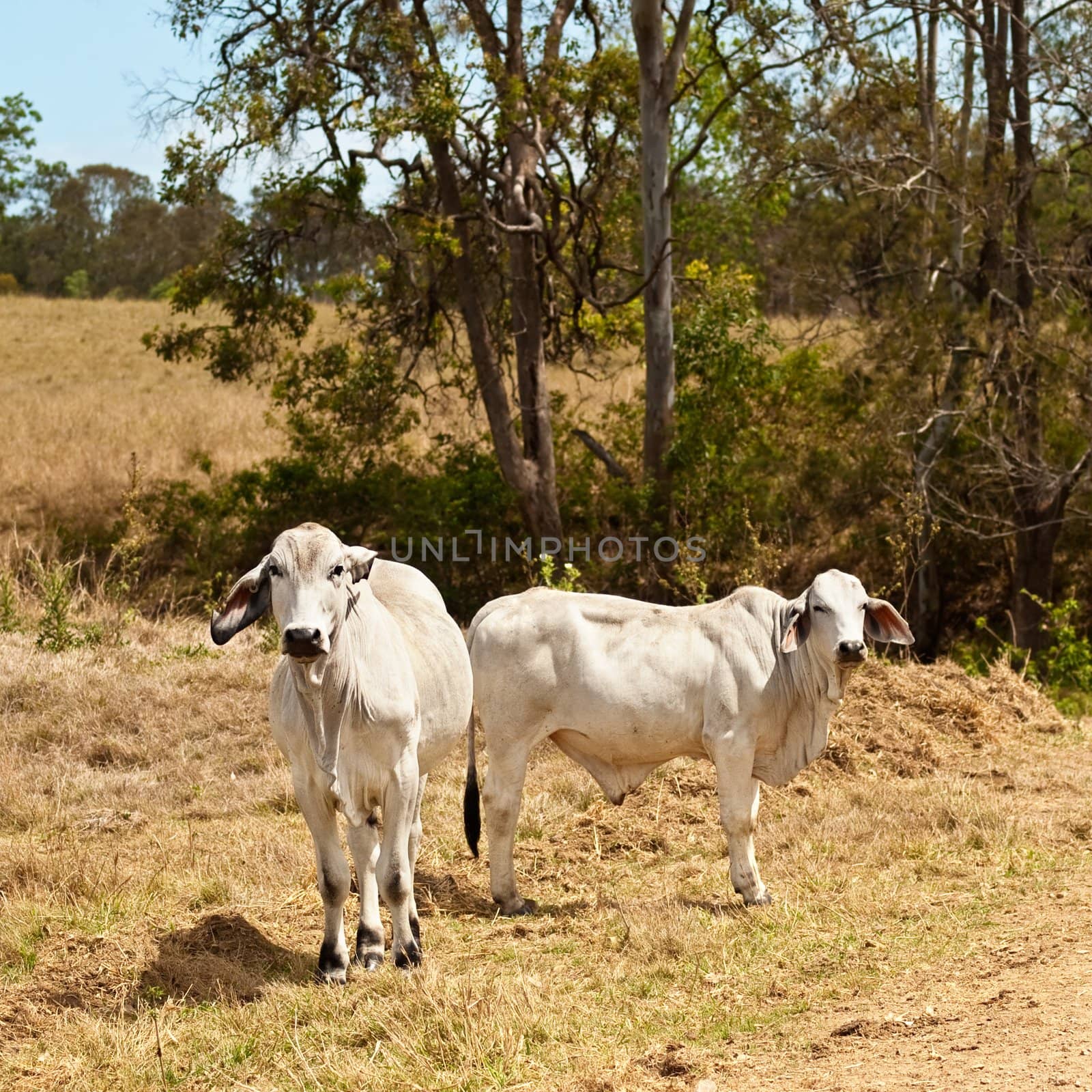 Two grey brahman cows on cattle ranch by sherj