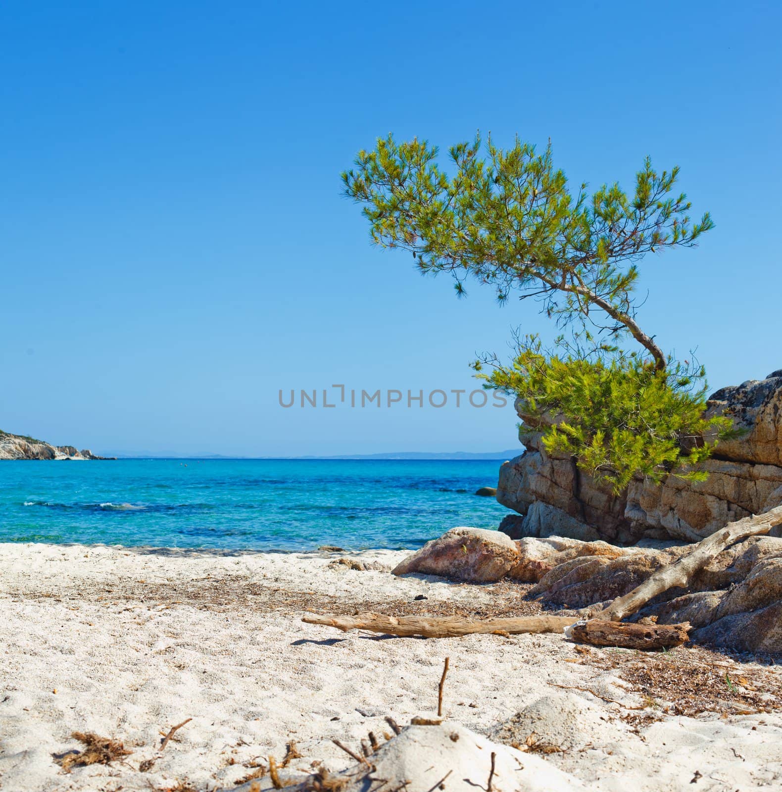Beautiful rocky beach in Greece, wonderful nature, blue water, pine trees