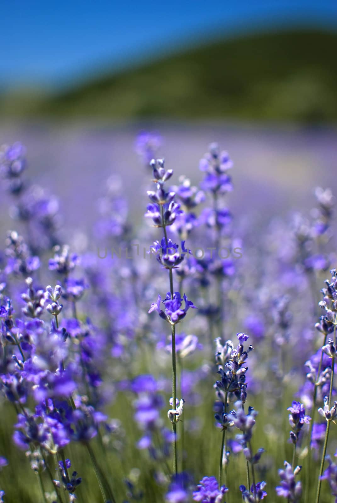 purple blooming lavender field in Bulgaria