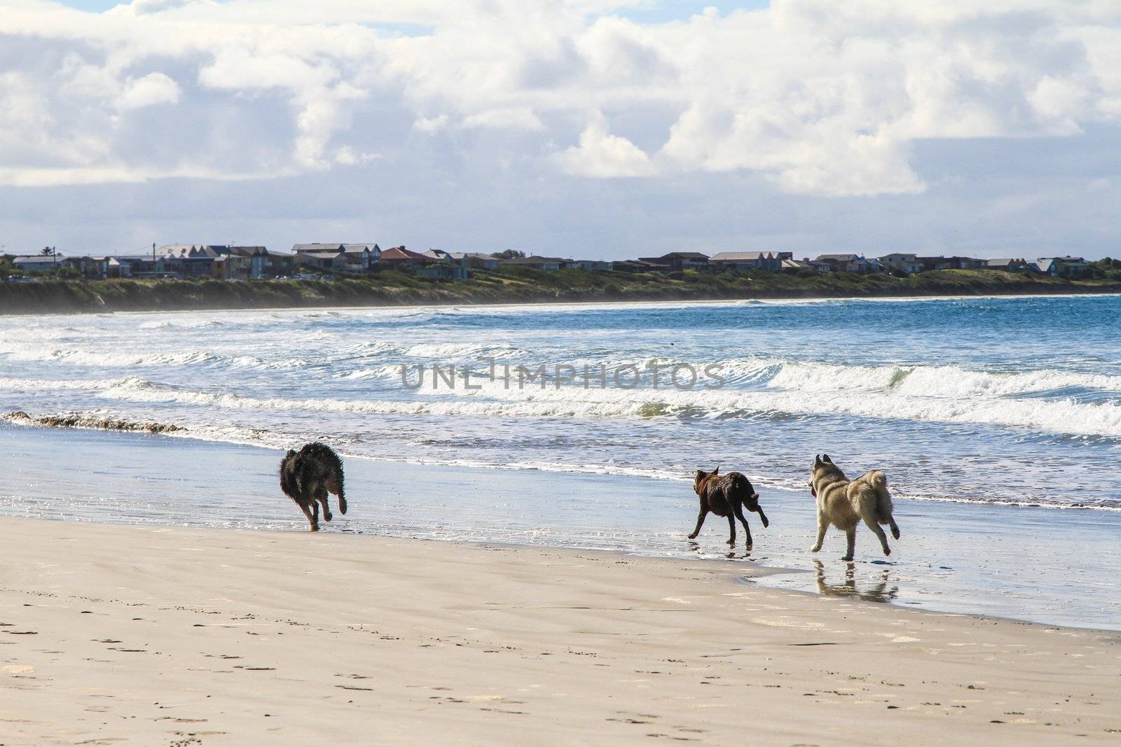 Dogs run on sandy beach chase each other near water edge.