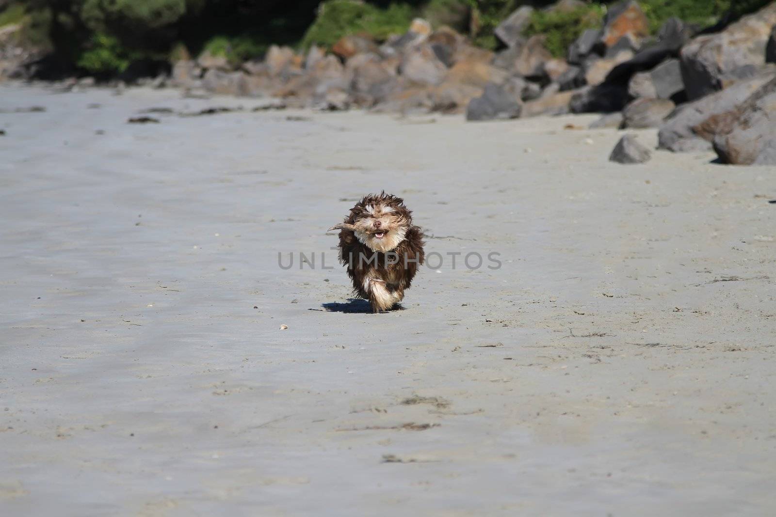 Happy brown dog puppy run with a smile and a wooden stock in its mount on sandy beach with the sun.