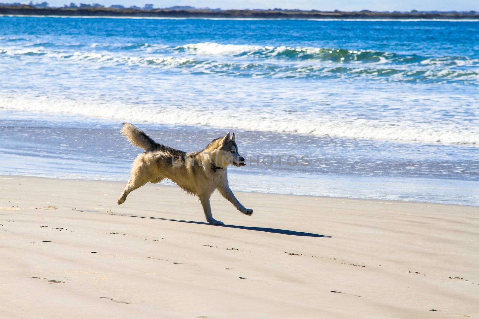 Dog run on sandy beach chase each other near water edge.