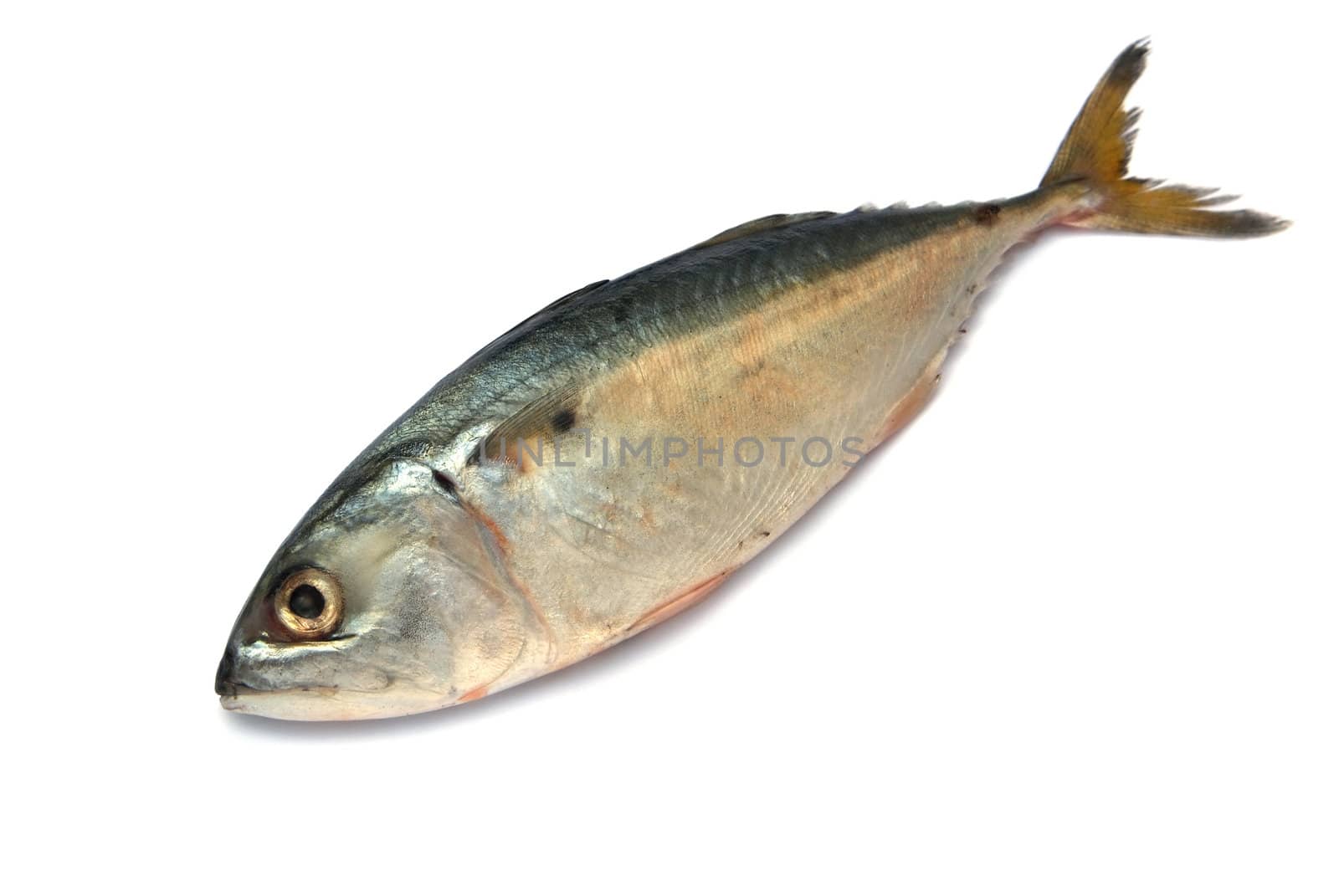 Fresh mackerel fish isolated on the white background 