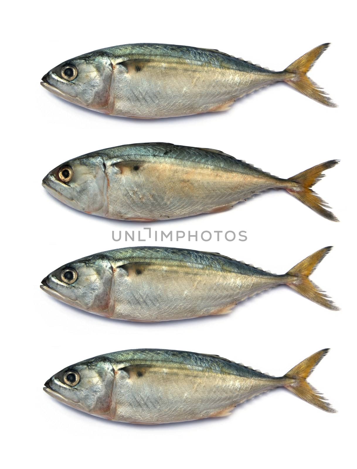 Fresh mackerel fish isolated on the white background 