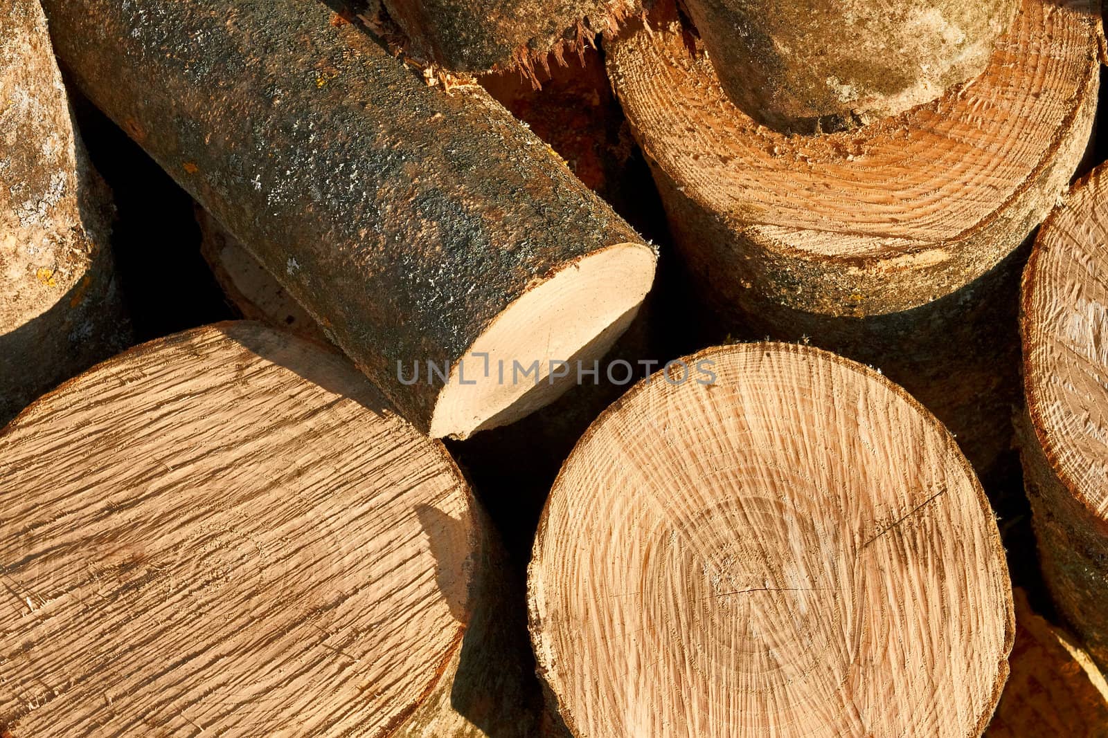 Bunch of cut firewood logs by qiiip