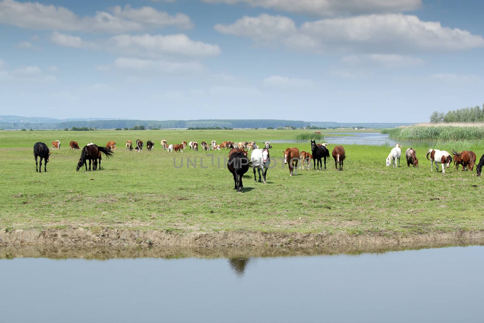 horses go to drink water