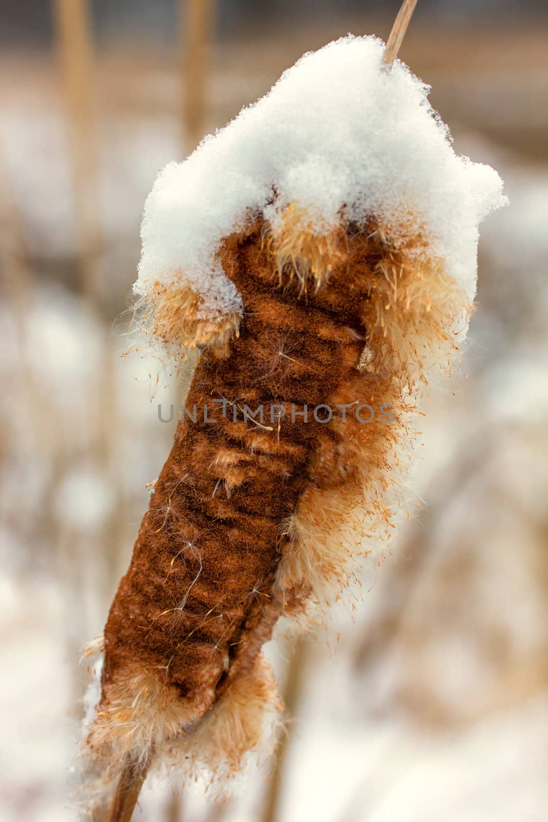 A Cattail Plant Topped with First Snow of Season