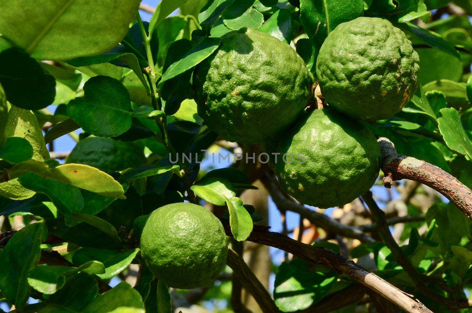 Bergamot.