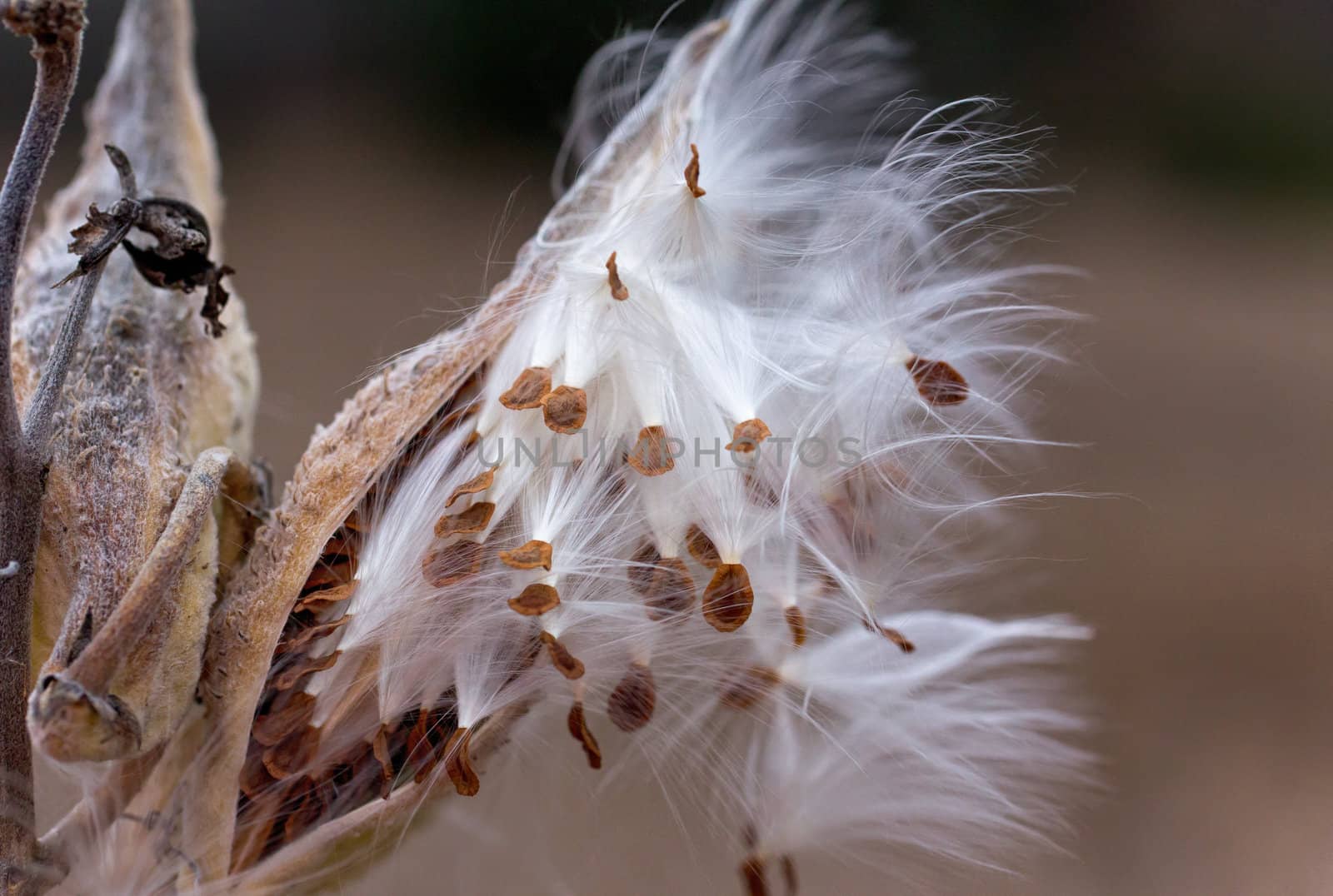 Wind Blown Seeds from Milkweed Plant in Autumn