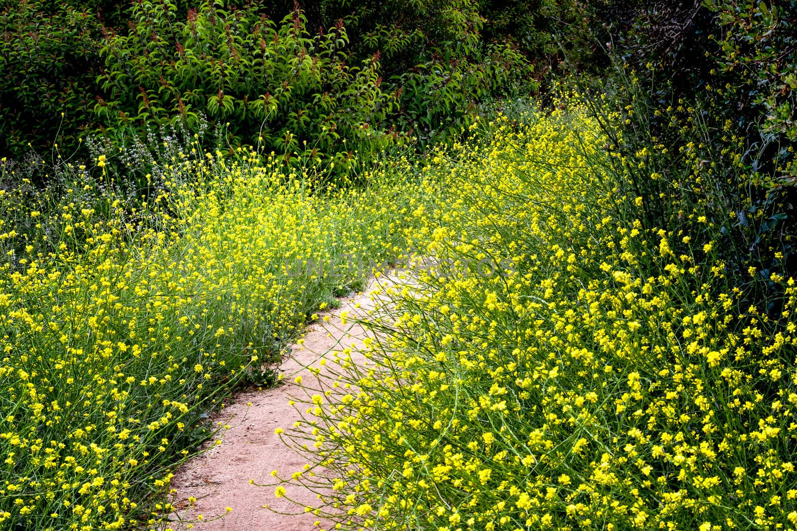 Yellow Mass of Monkey Flowers along the Path at Cherry Canyon Park, California.