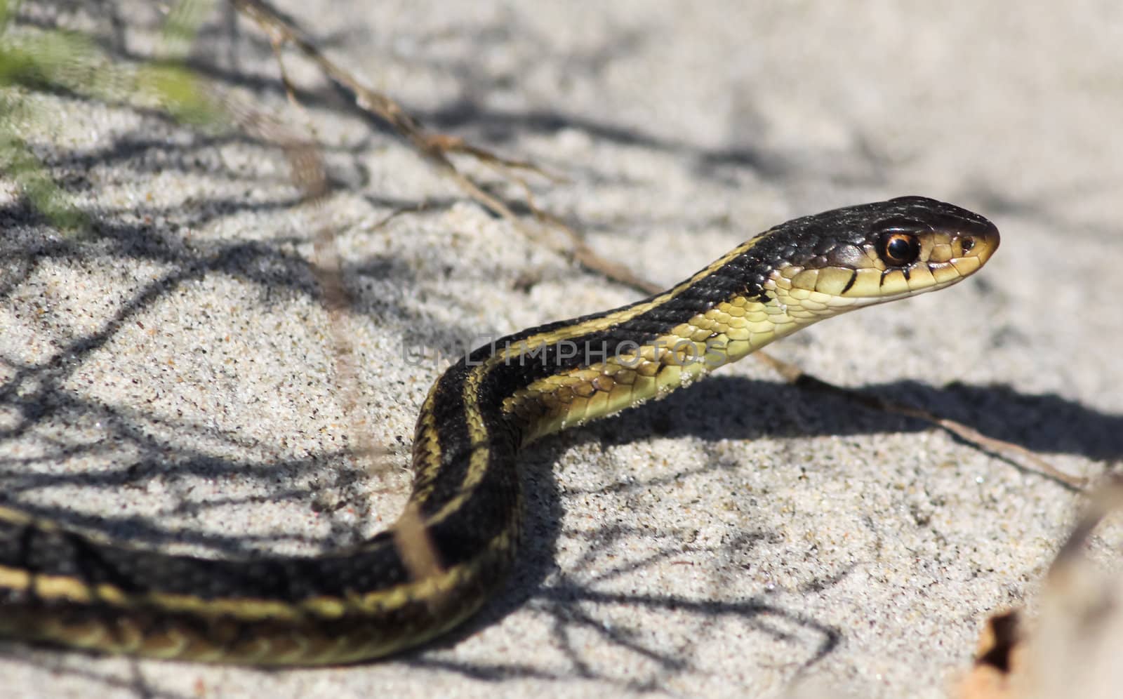 Gartner Snake in the Warm Autumn Sun