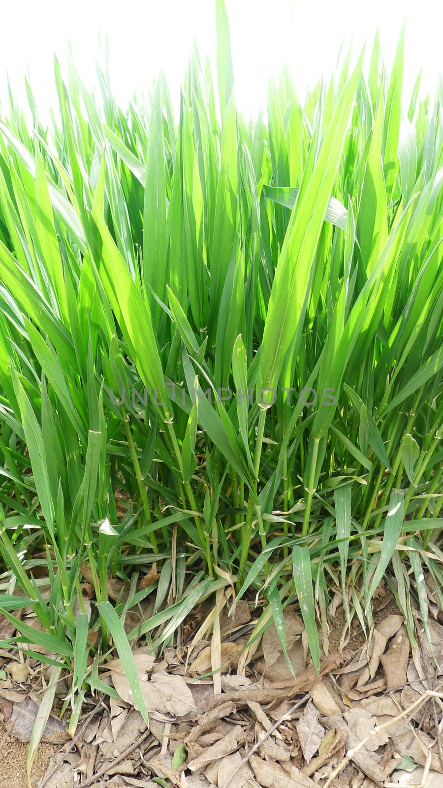 Green wheat plant growing in the fields