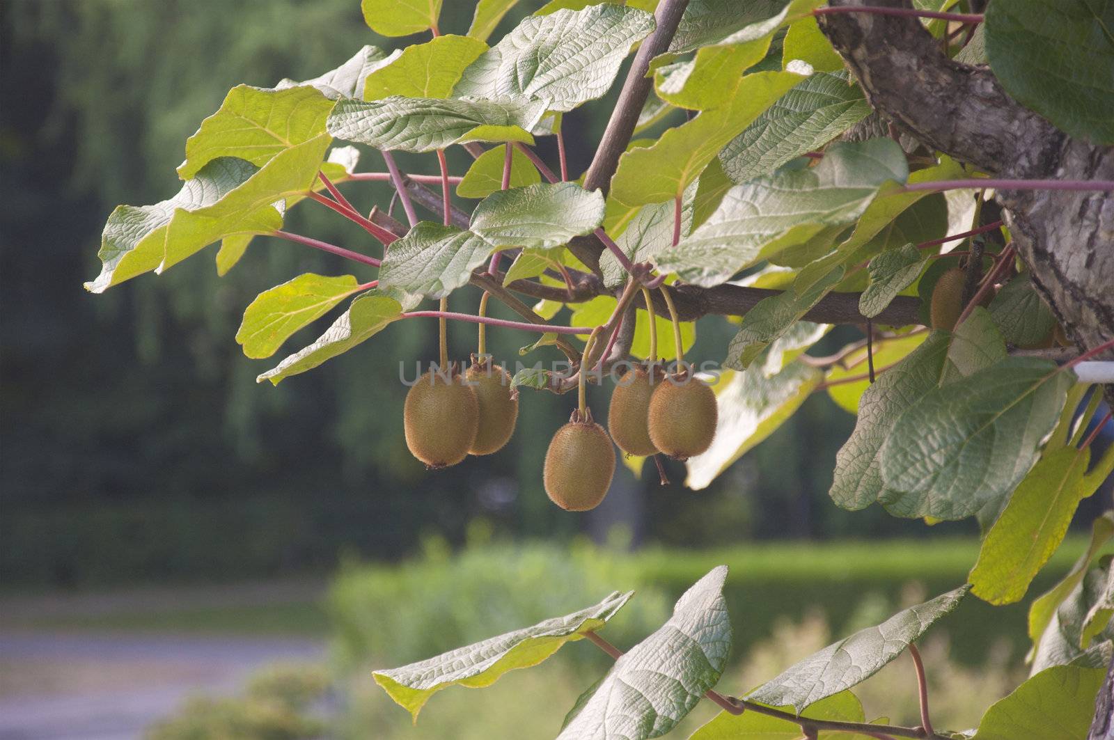 A bunch of kiwis ripening in a garden in Switzerland by kdreams02