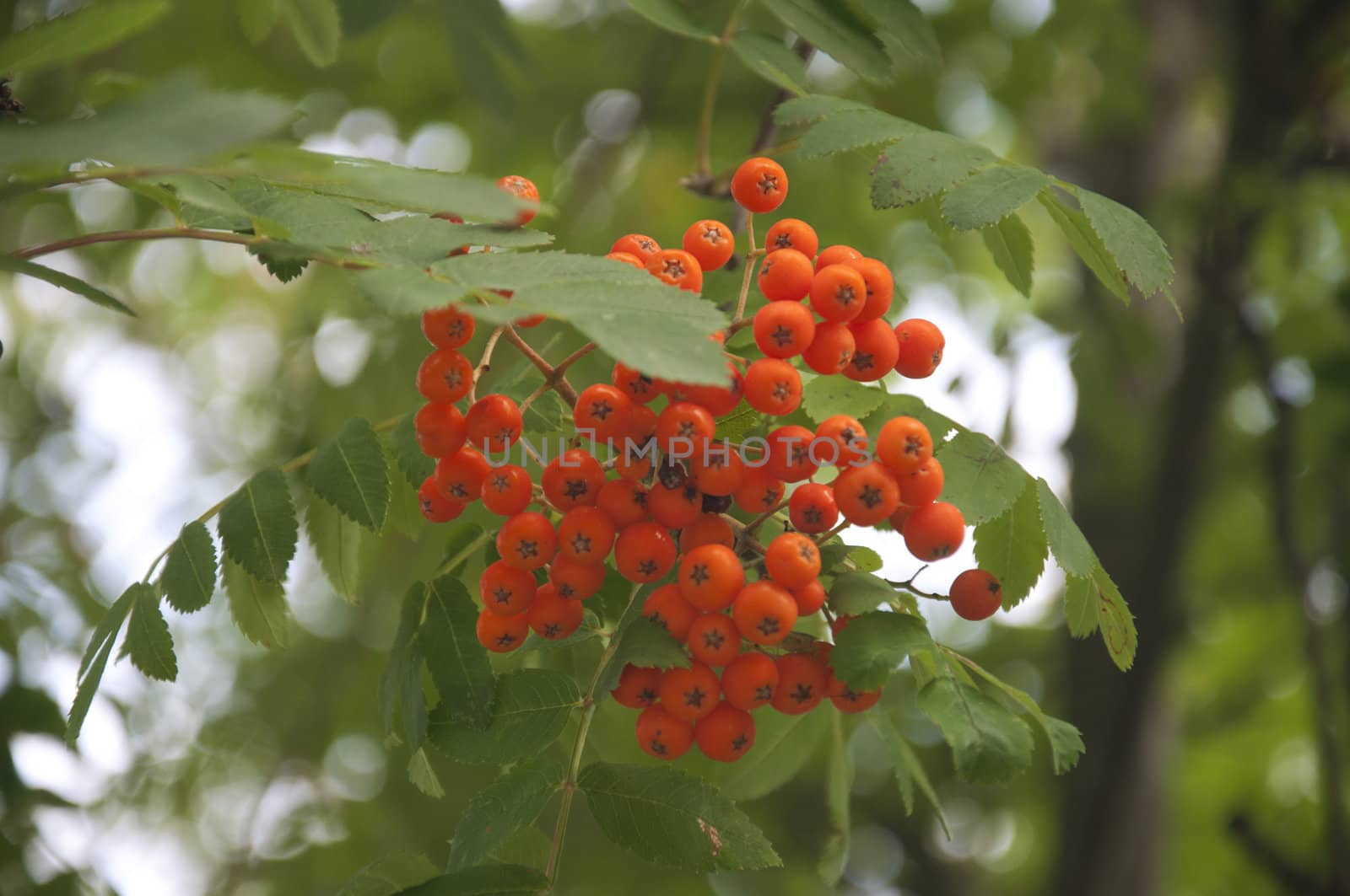 Pyracantha Firethorn Orange Berries by kdreams02