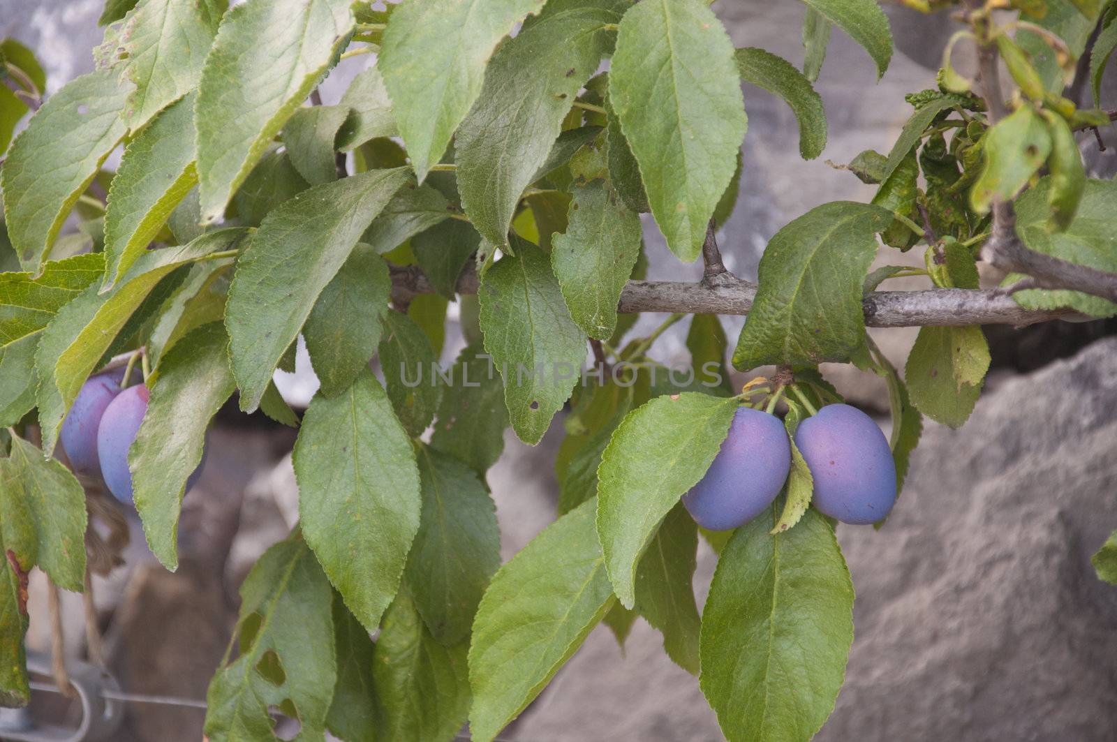 A bunch of prunes growing on a tree in Switzerland