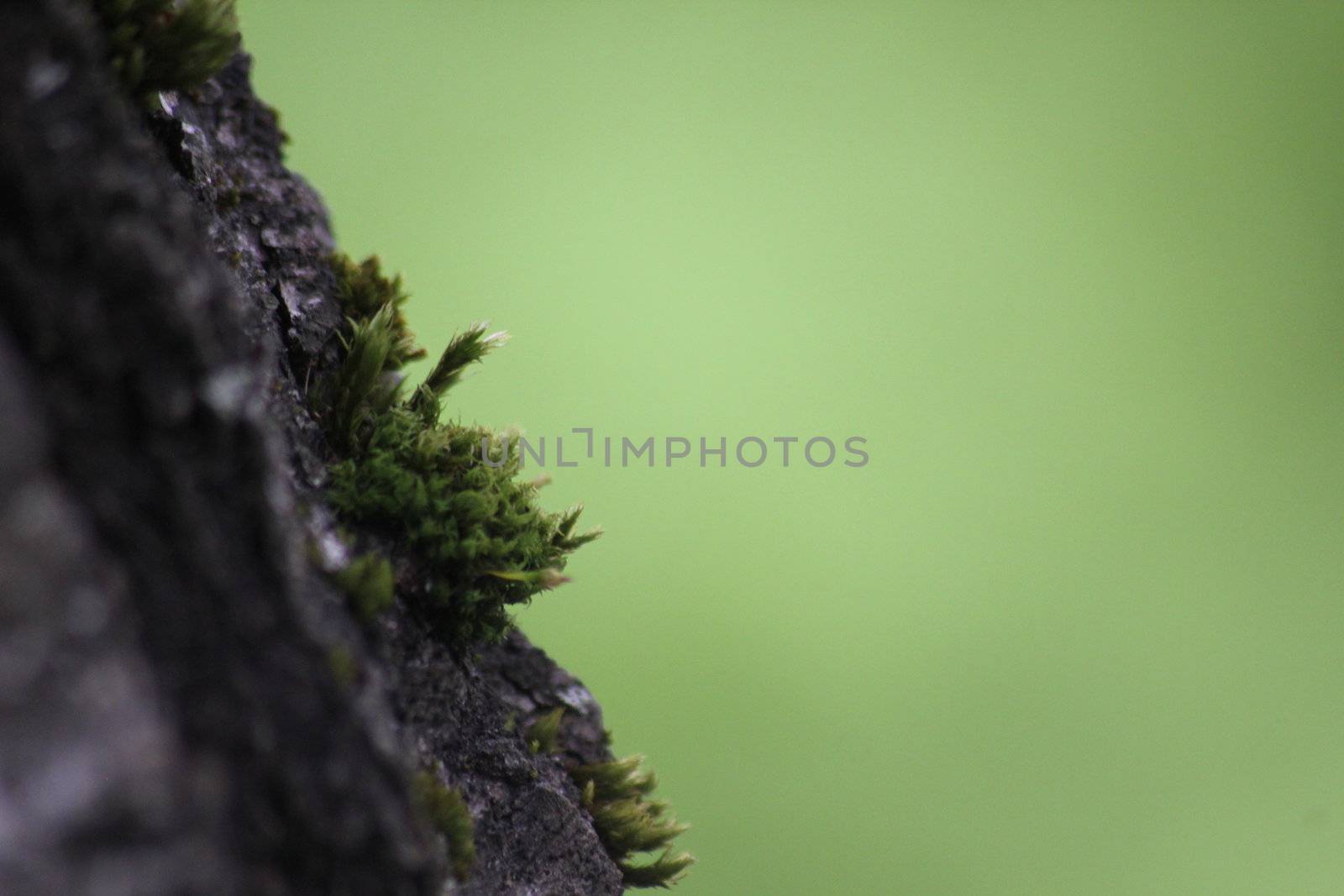 Moss on tree by Jannsel