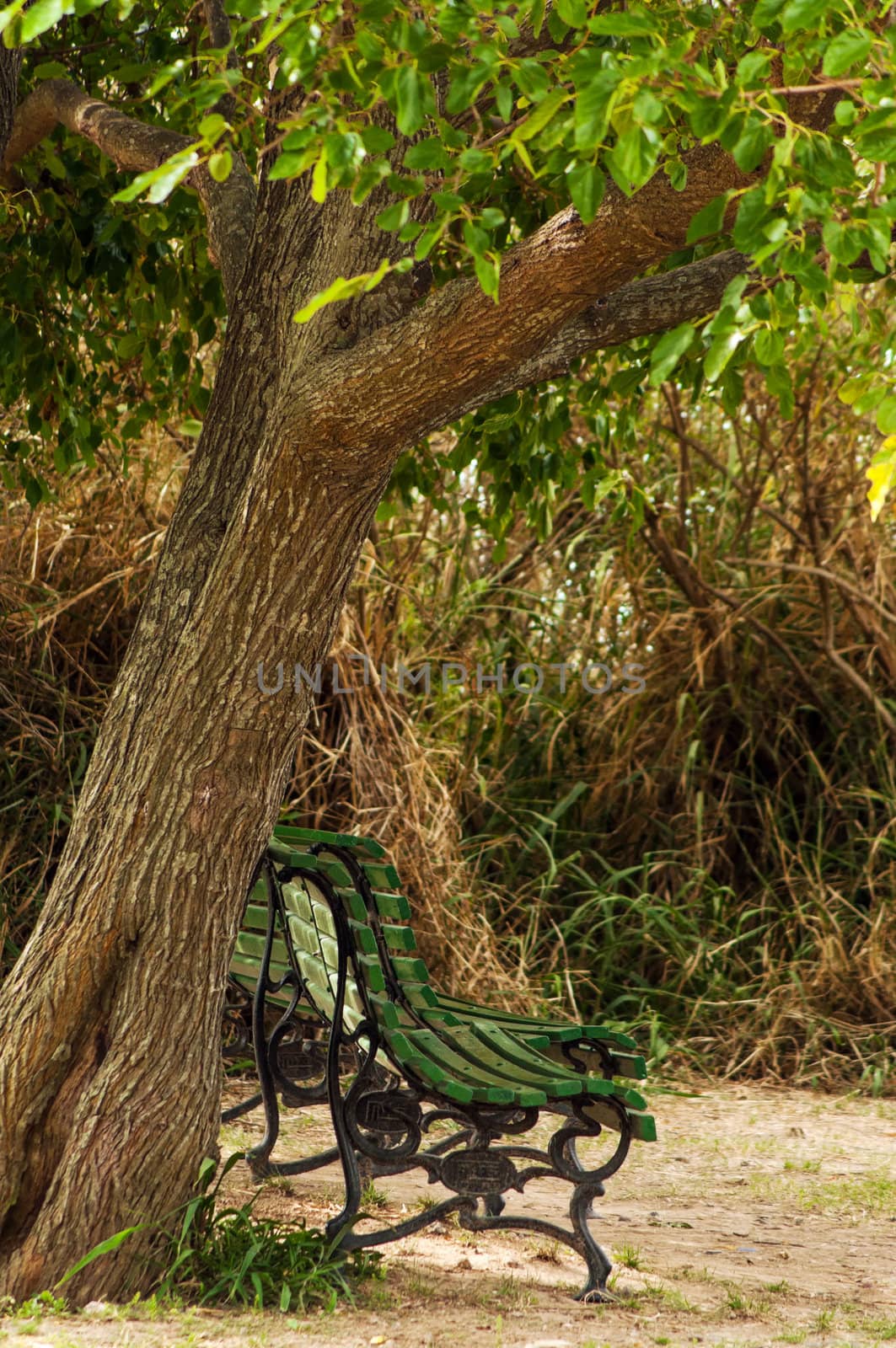 Park benches secluded beneath a tree