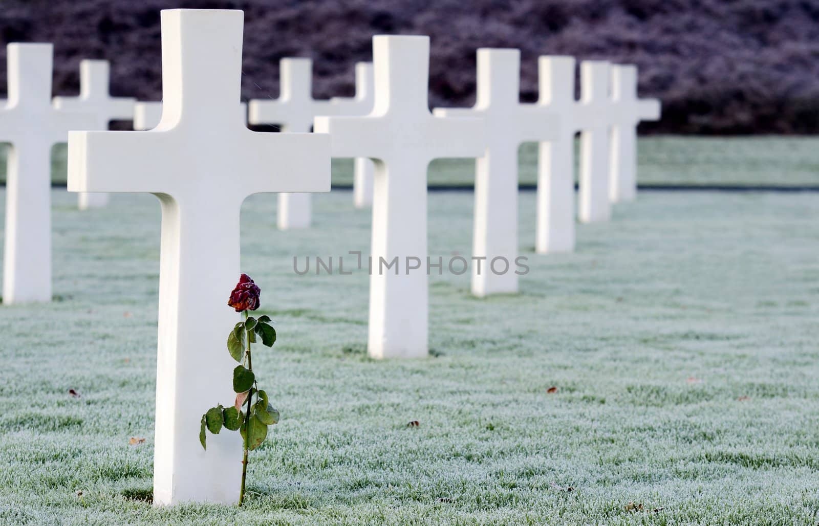 white cross in a military Cemetery