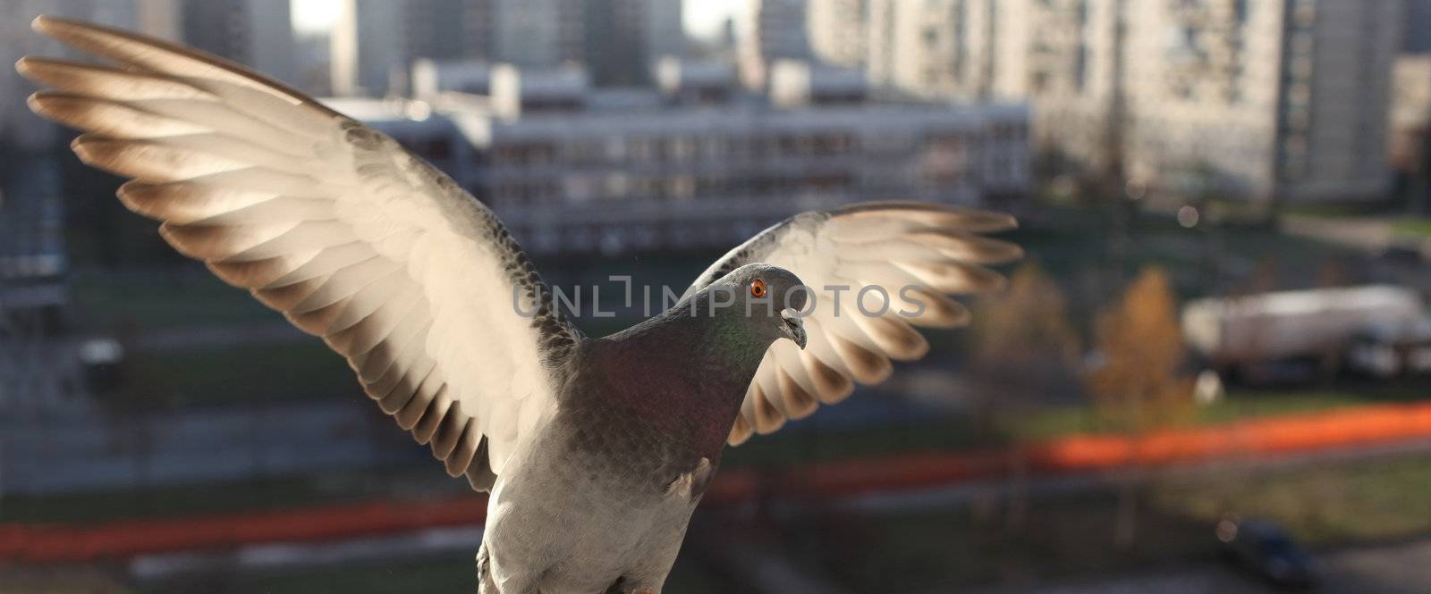 White dove with outspread wings in flight