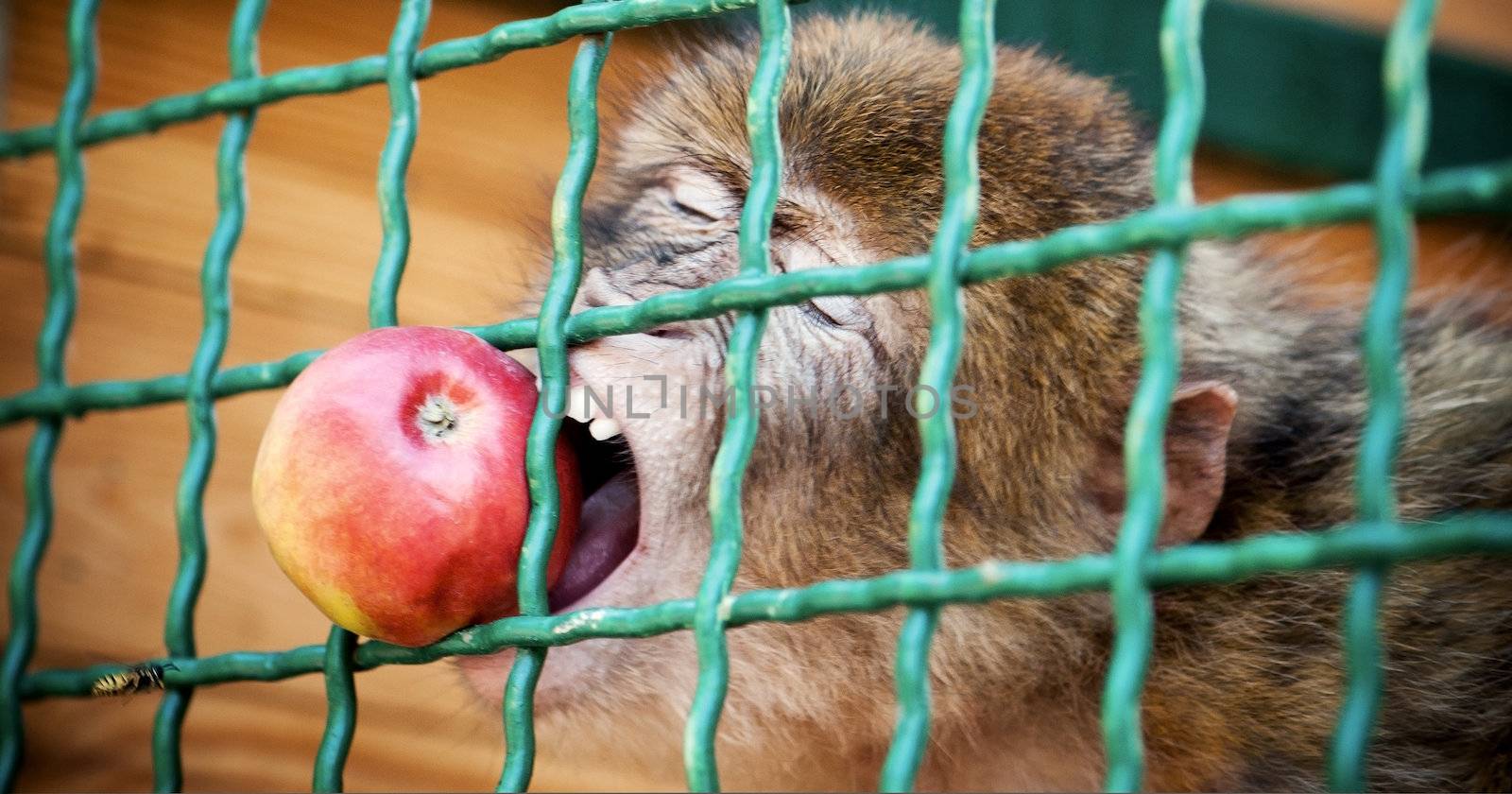 monkey eating an apple behind bars