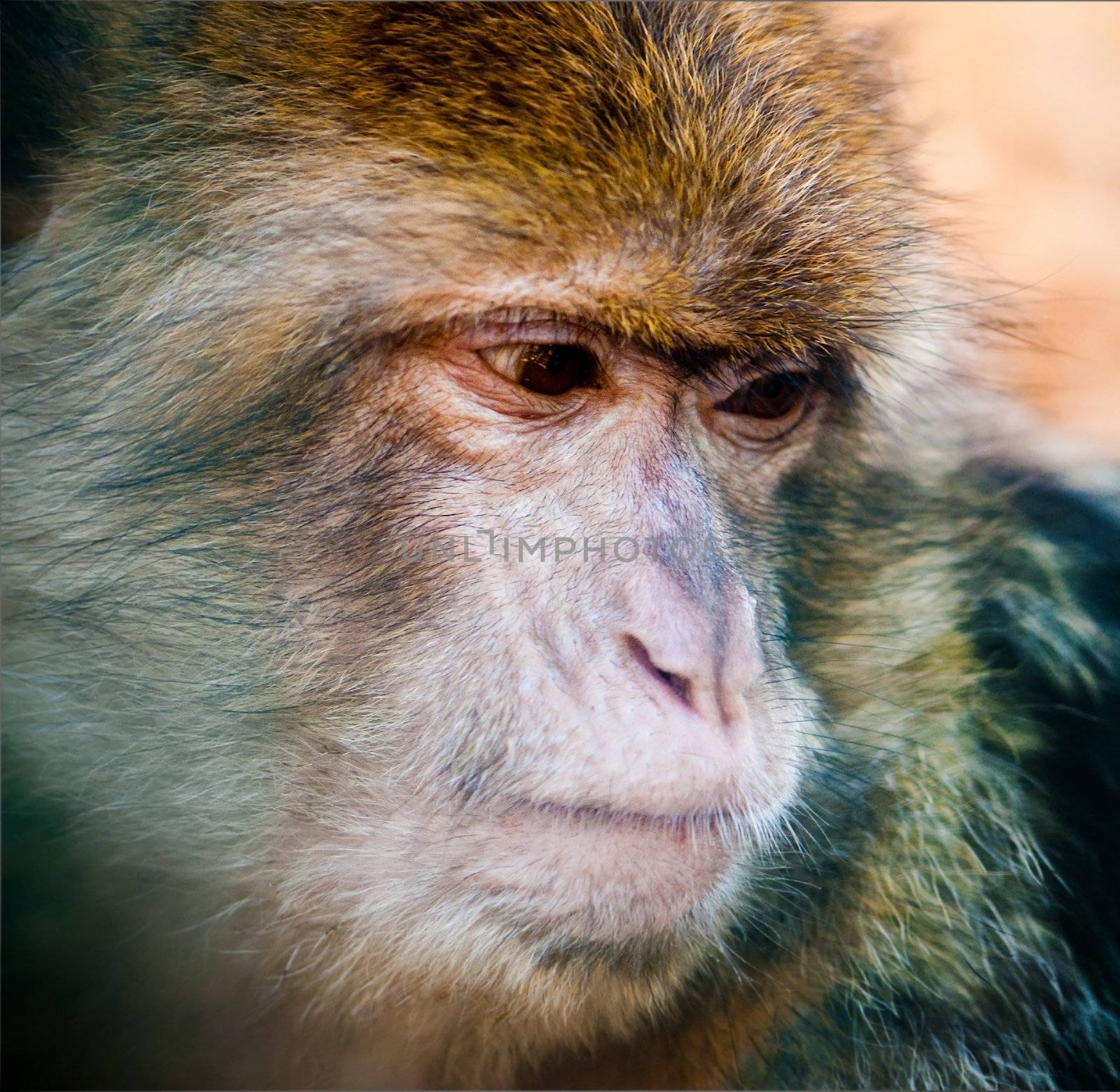 cute macaque portrait on blur forest background