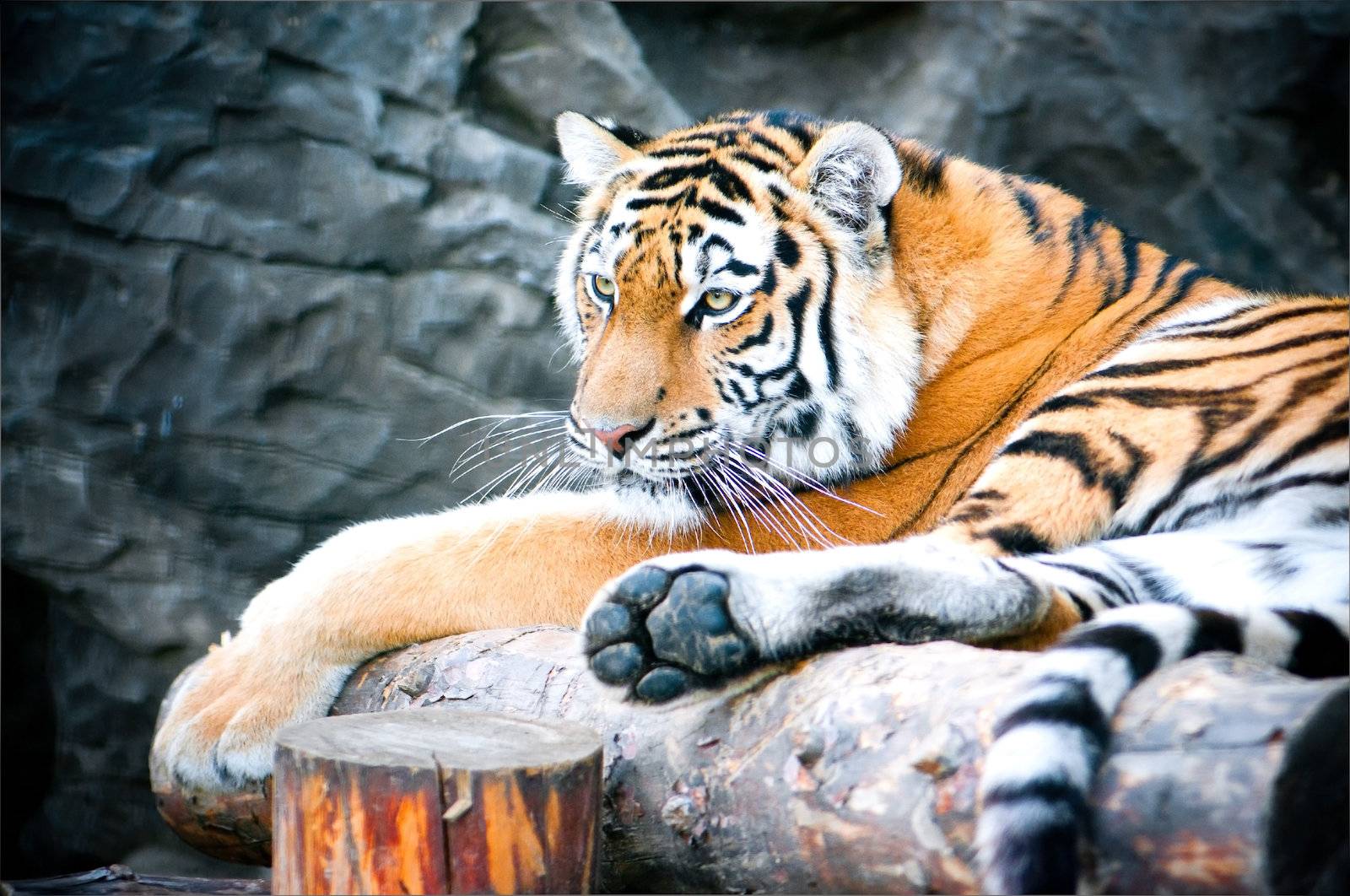 tiger lying on a log
