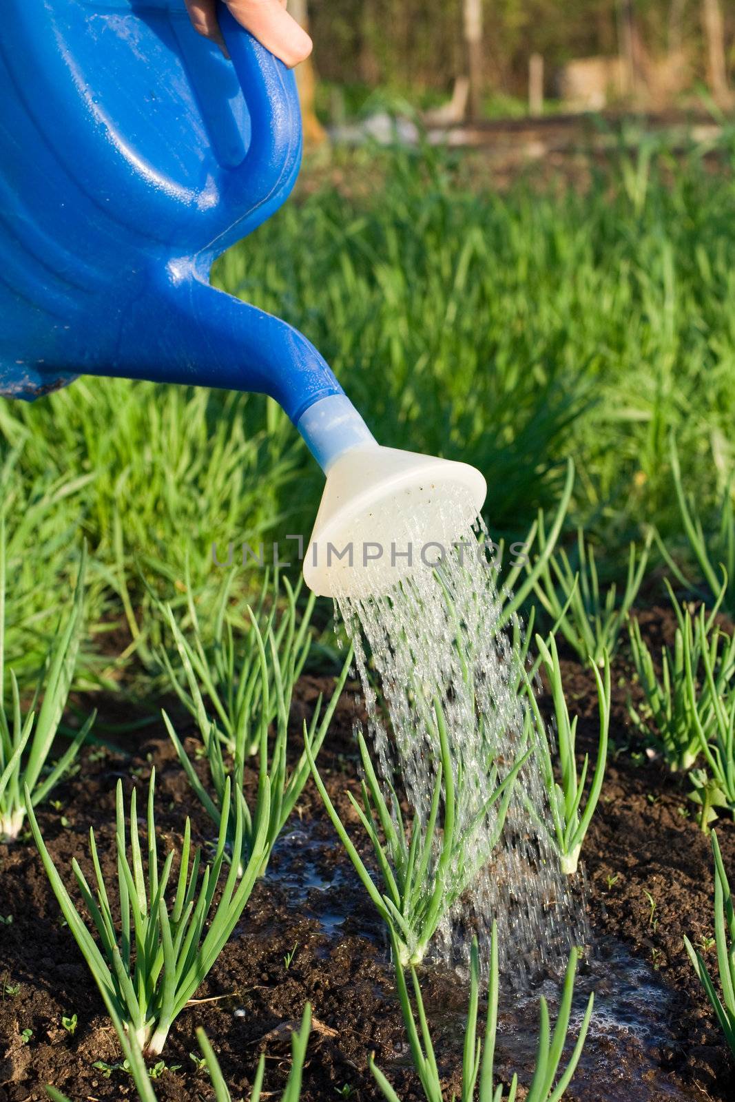 Spring onion is watered from can on the vegetable patch close-up