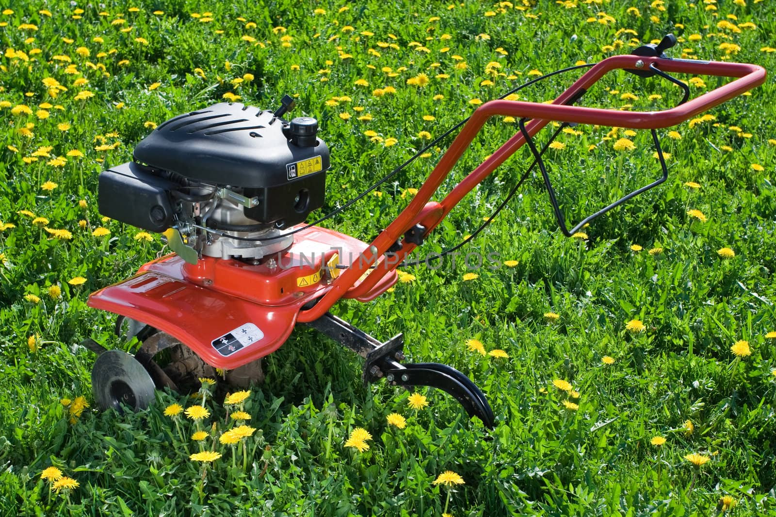 Hand tractor plough from back side on the flowering dandelion field Horizontal