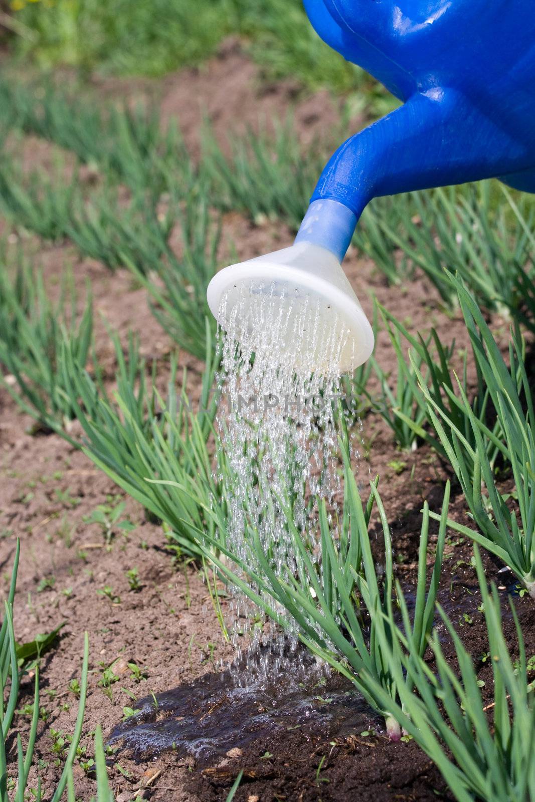 Sprouts of spring onion is watered from can on the vegetable patch close-up