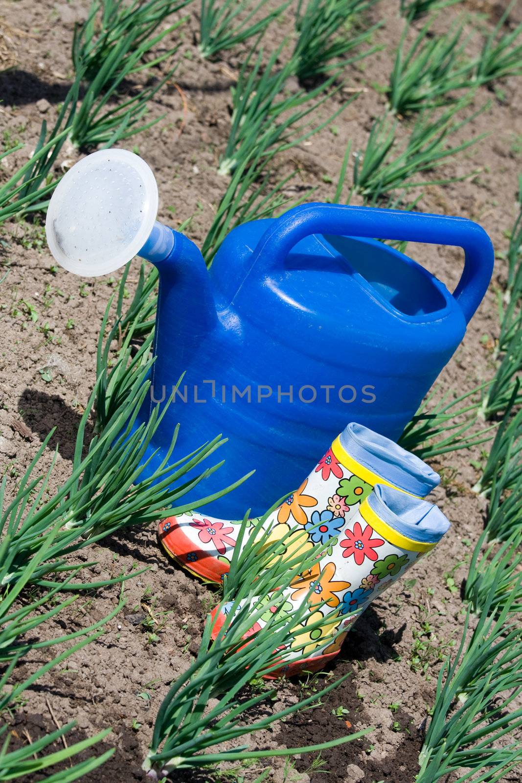 Watering can and rubber boots among onion on the vegetable garden