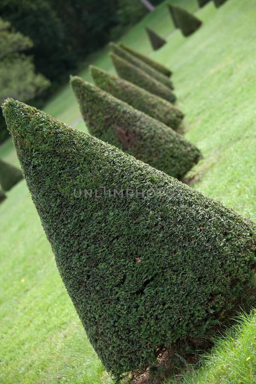 Group of evergreen pruned cone European box tree bushes or conifers on grass in cultivated park on the forest background
