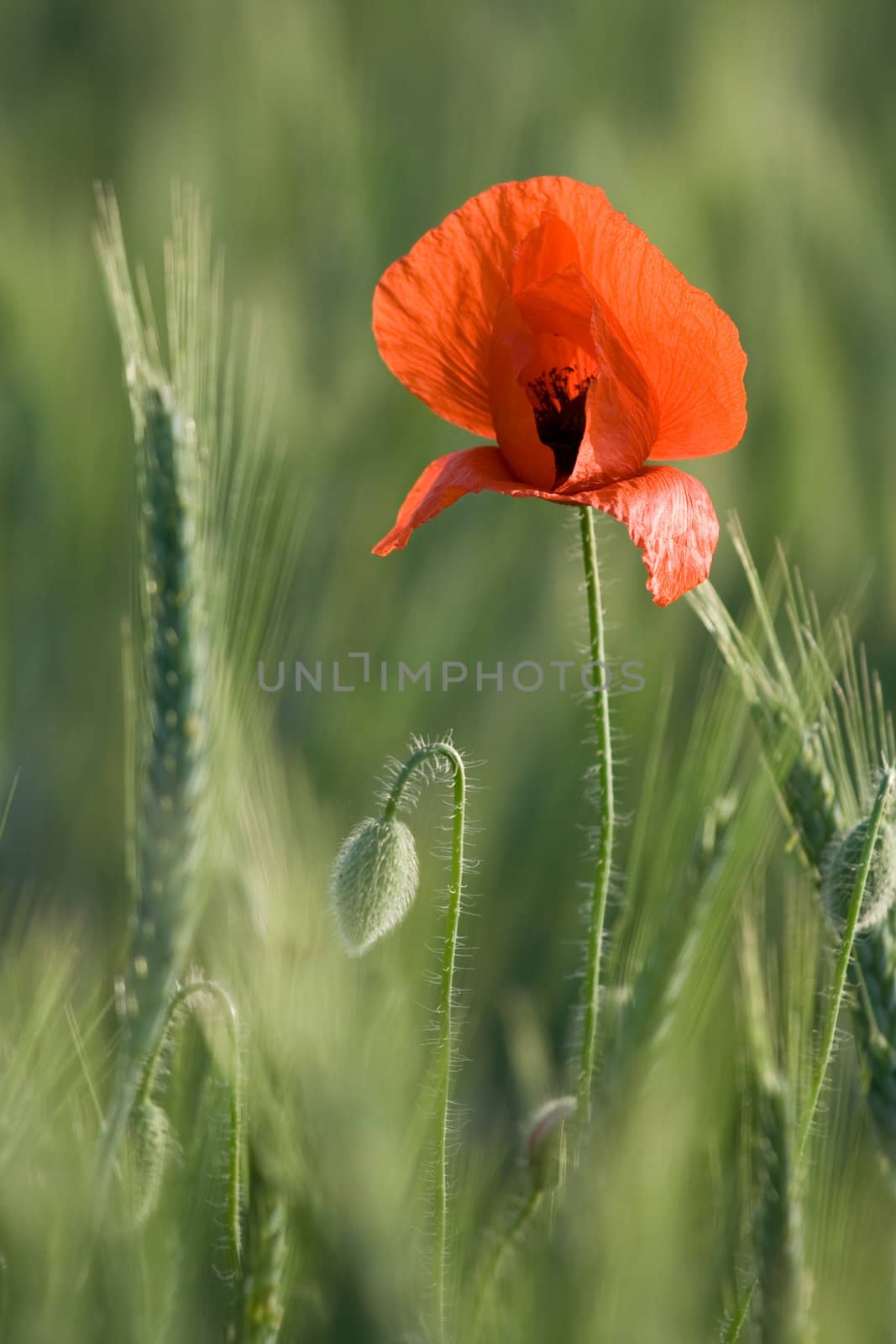 Ear of cereals, poppyheads and one red poppy close-up on the cereal field background