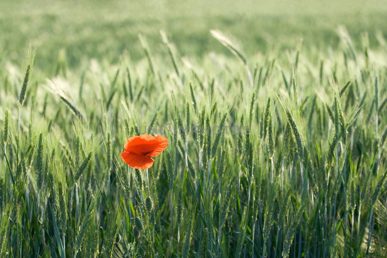 One red poppy is growing in a cereal field