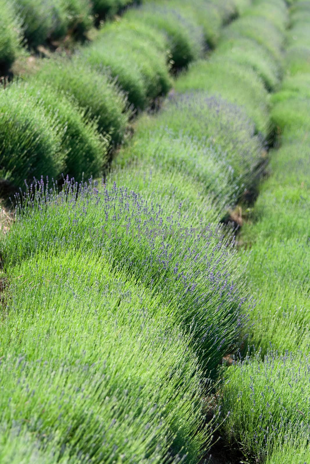 Diagonal rows of flowering lavender plantation