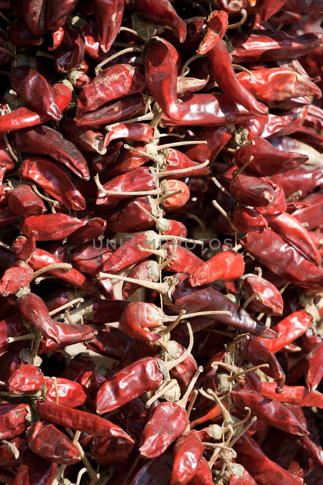 Bundles of dried red hot chili pepper