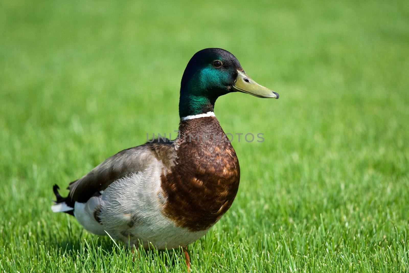 Mallard on the green grass close-up