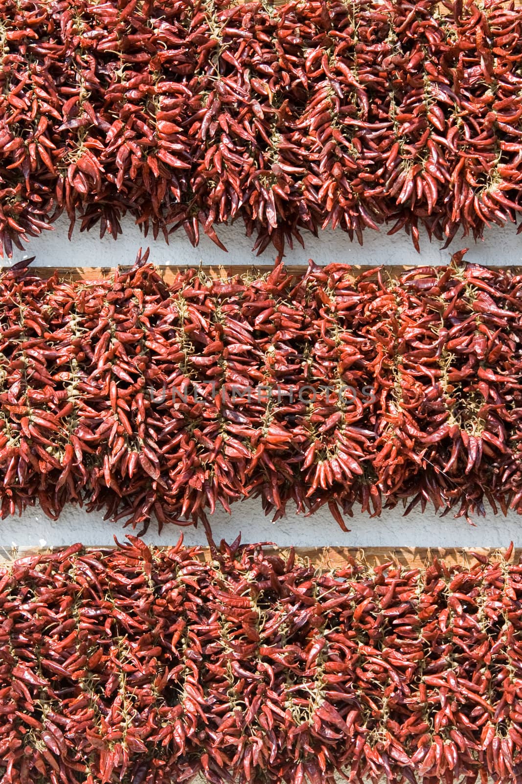 Rows of dried red hot chili pepper as a decor on the white wall background