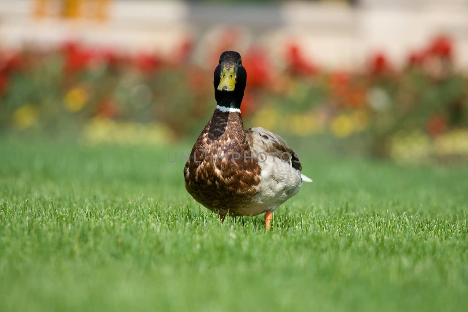 Wild duck on the green fieldis looking forward