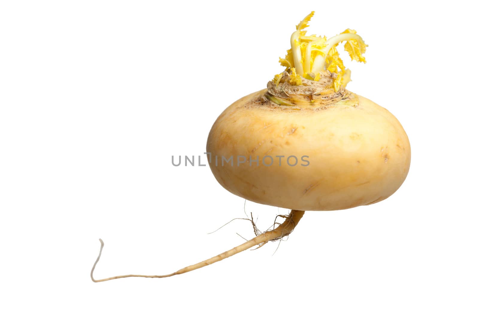 One ripe yellow radish root  with green sprout isolated