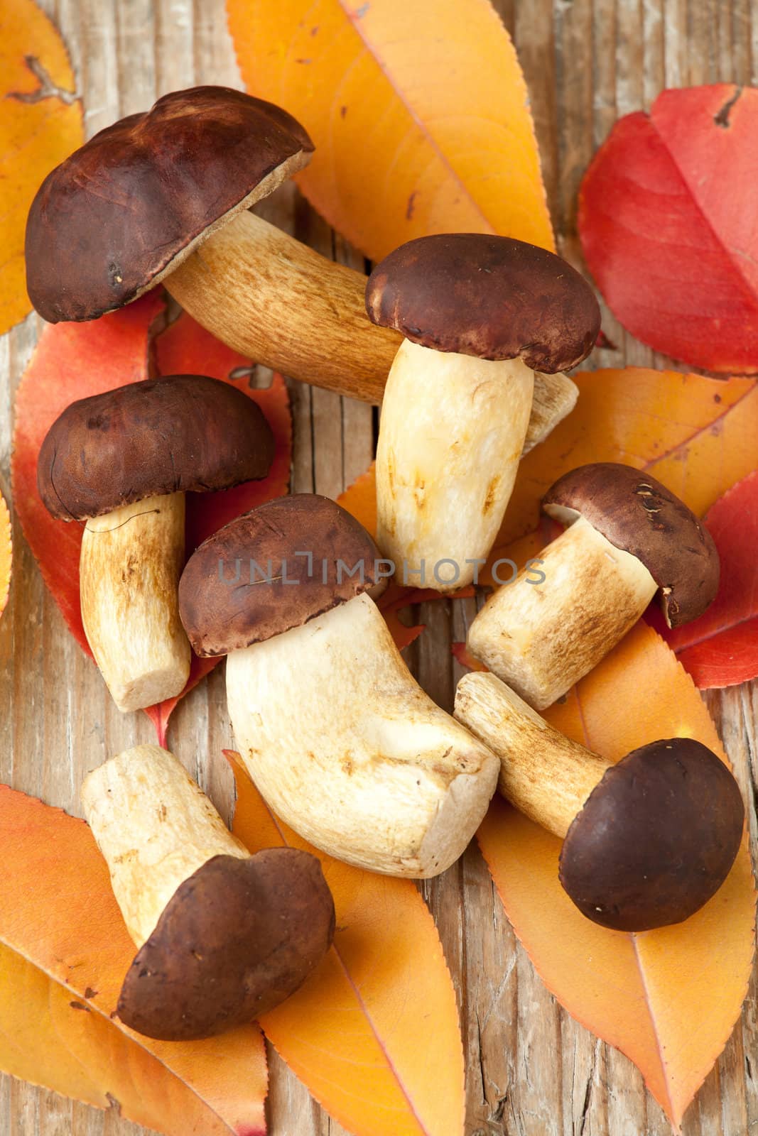 Top view of woods edible mushrooms and autumn yellow abscissed leaves  on the wooden background